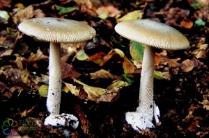 Safraanamaniet Amanita crocea.jpg